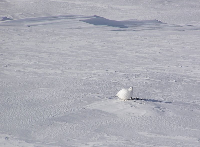 Click for the original image